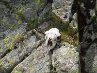 Youri - Ecrins 2005 080